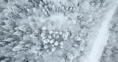 <strong>杉树林</strong>的空中俯视覆盖着雪